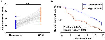 Circular RNA circNF1 siRNA Silencing Inhibits Glioblastoma Cell Proliferation by Promoting the Maturation of miR-340